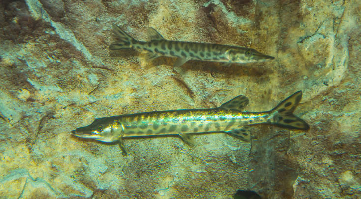 A couple of muskellunge in an aquarium at Gavins Point National Fish Hatchery. The muskellunge season in New York State now has a specific season-opening date of June 1.